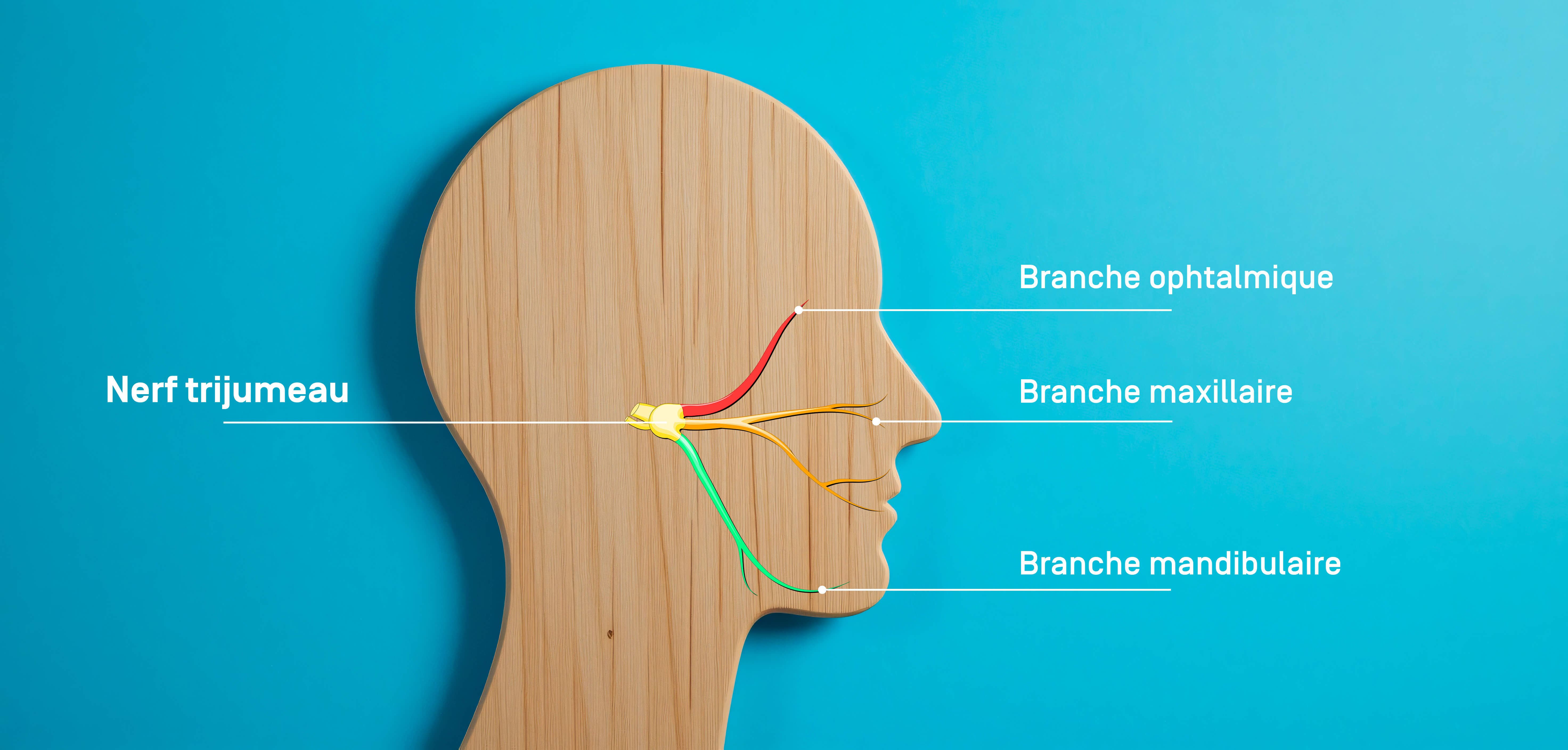 Anatomie nerf trijumeau