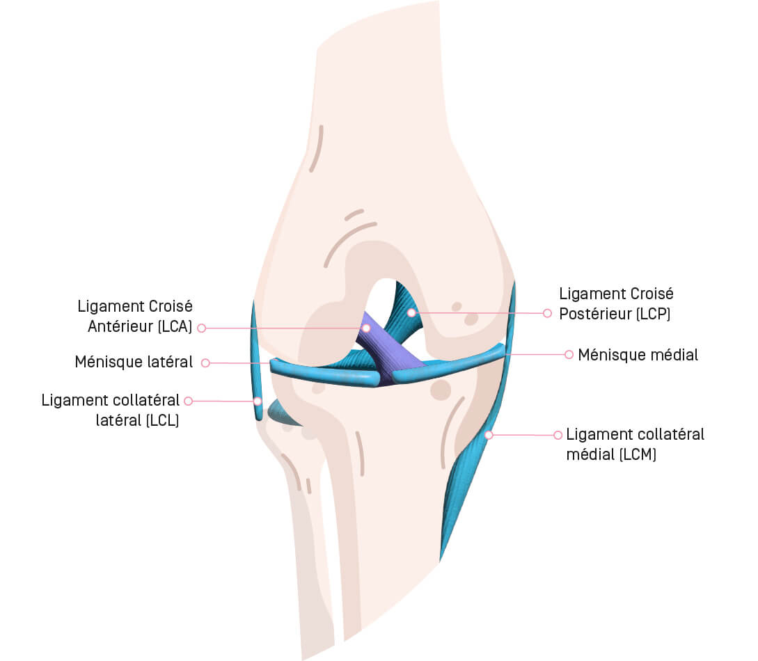 Ligament_1