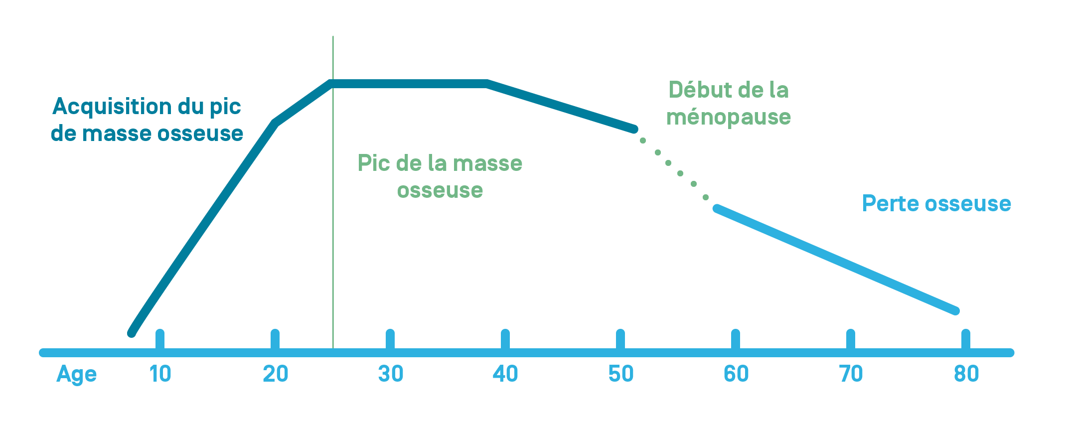 evolution osseuse